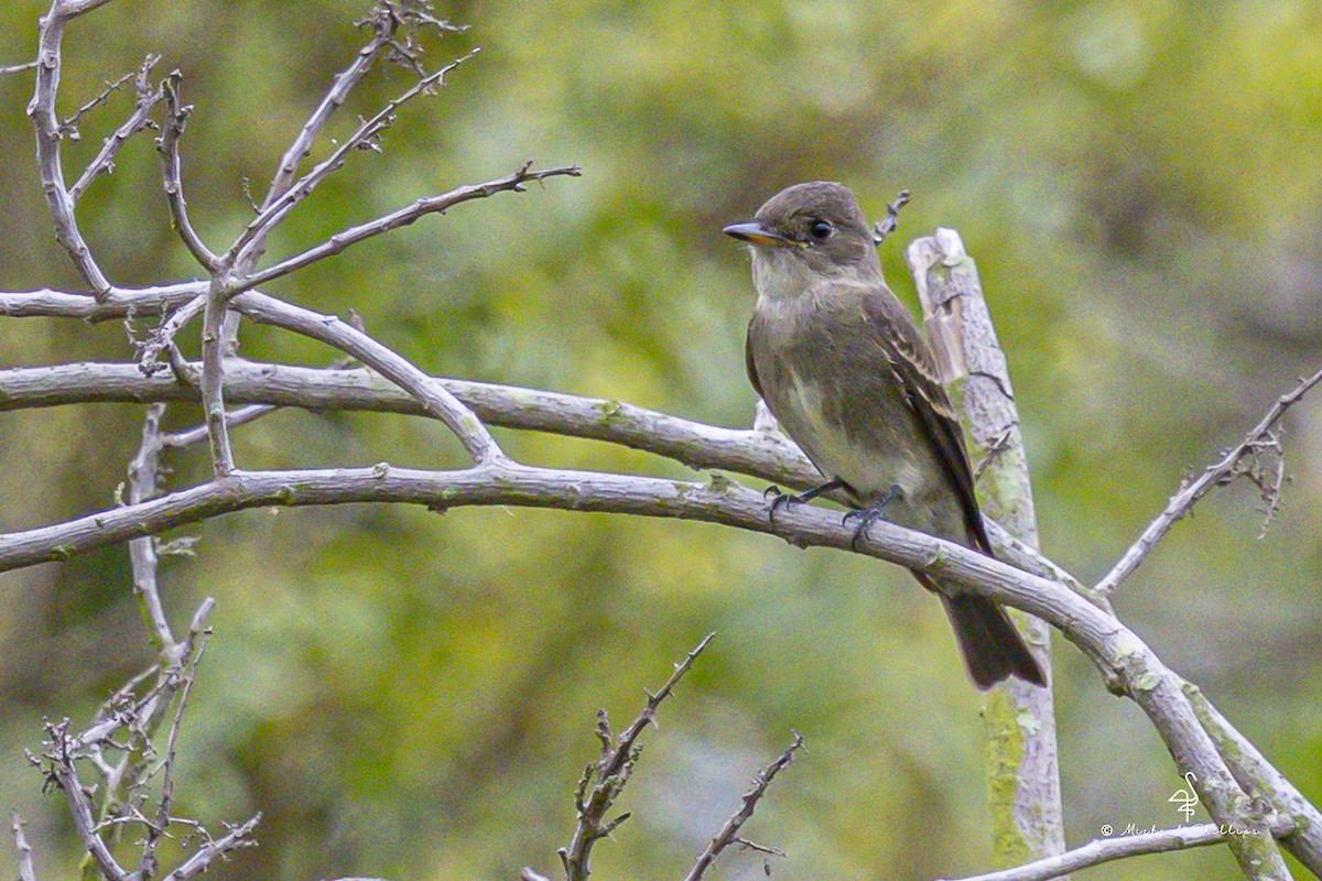 Western Wood-Pewee - ML643841408