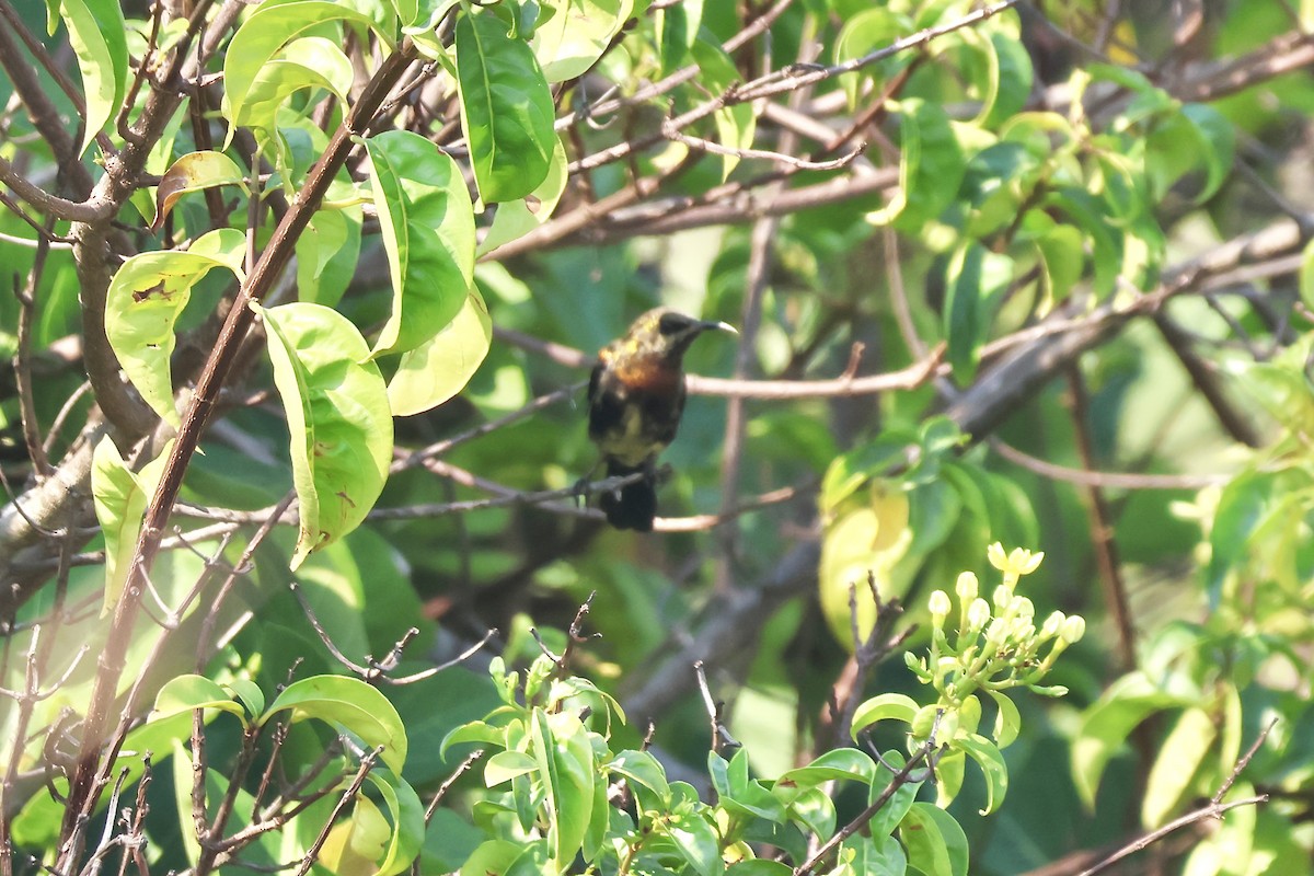 Copper Sunbird - ML643841409