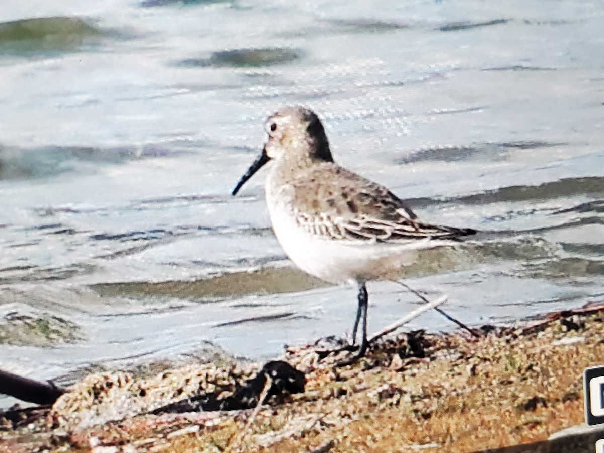 Dunlin - ML643841413