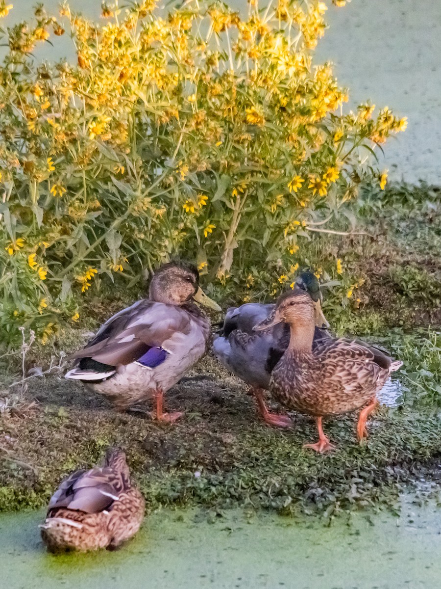 Mallard - ML643841419
