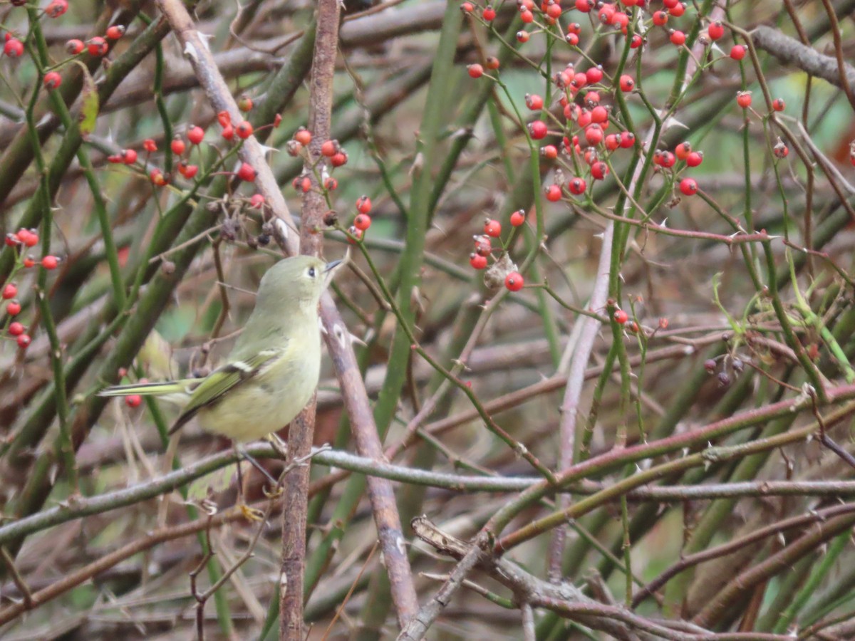 Ruby-crowned Kinglet - ML643841423