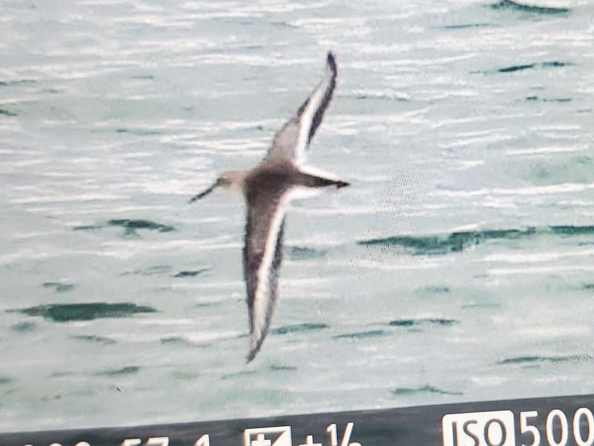 Dunlin - ML643841428