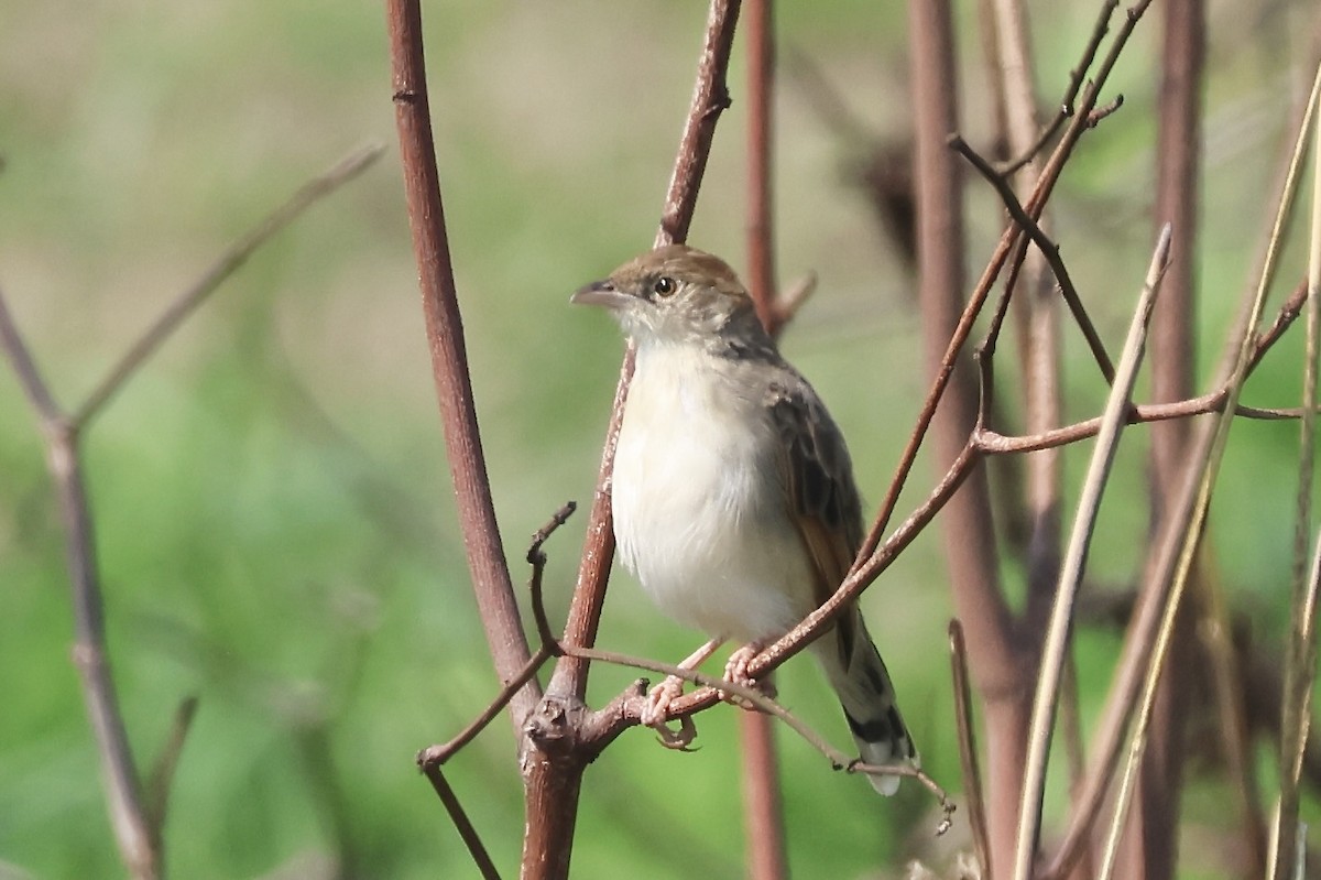 Stout Cisticola - ML643841436