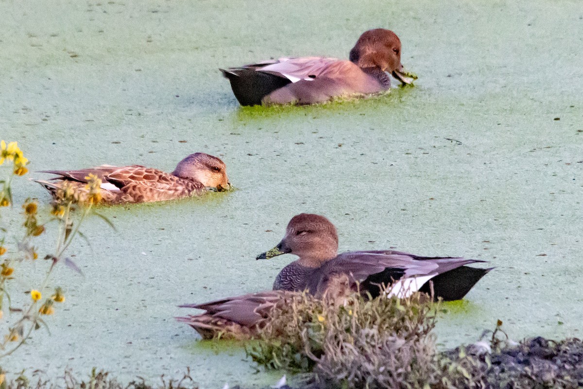 Canard chipeau - ML643841442