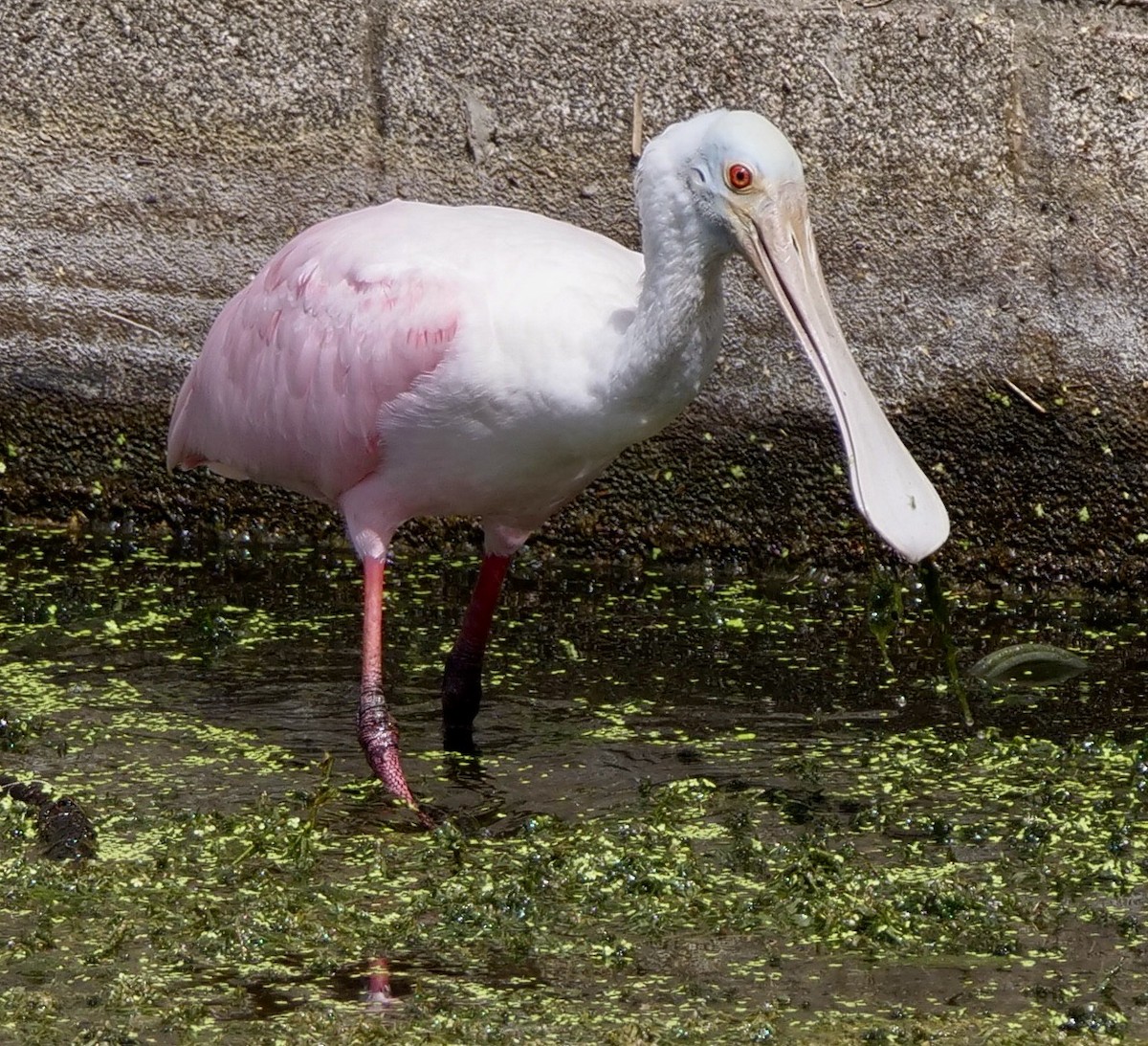 Espátula Rosada - ML643841450
