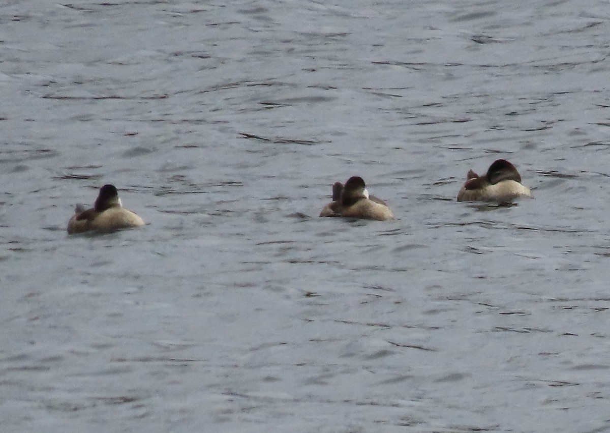 Ruddy Duck - ML643841457