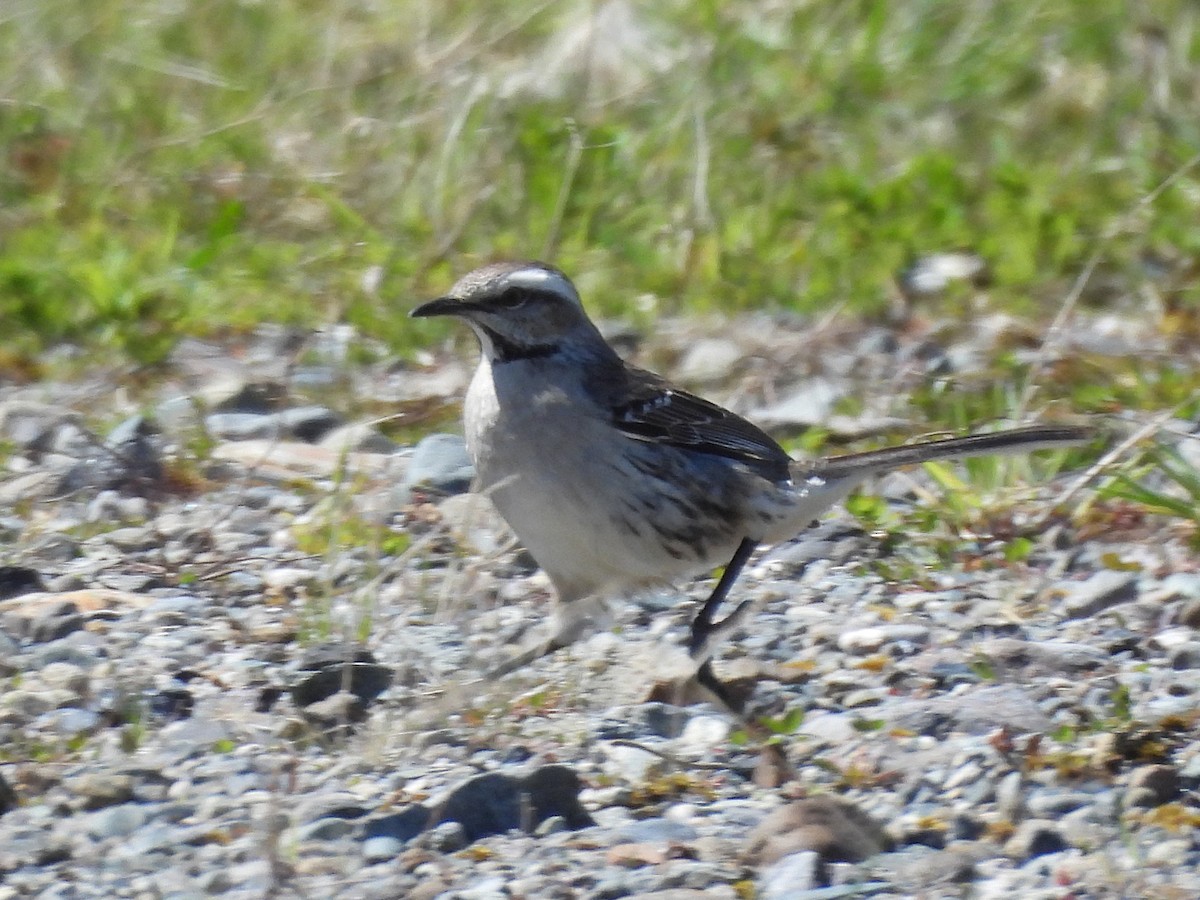 Chilean Mockingbird - ML643841459