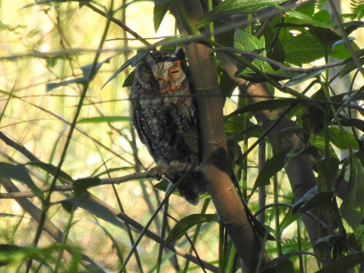 Flammulated Owl - ML643841460