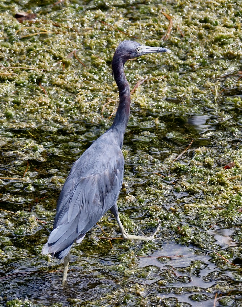 Little Blue Heron - ML643841464