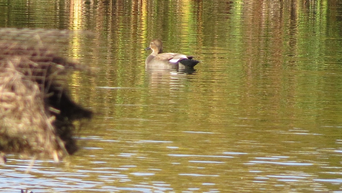 Canard chipeau - ML643841484