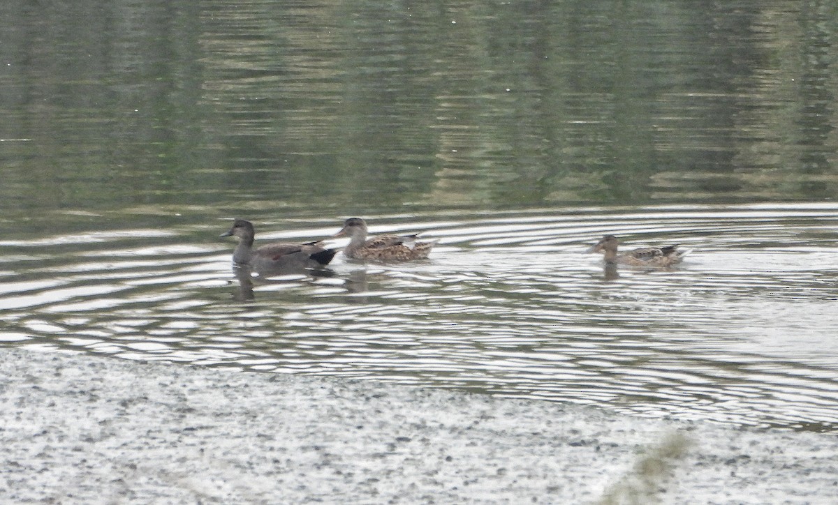 Canard chipeau - ML643841505