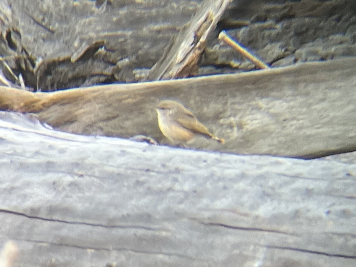 Rock Wren - ML643841506