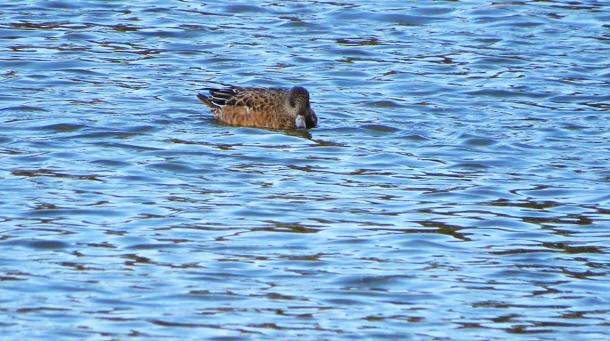 American Wigeon - ML643841517