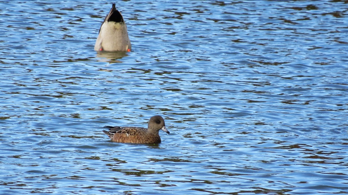 American Wigeon - ML643841518