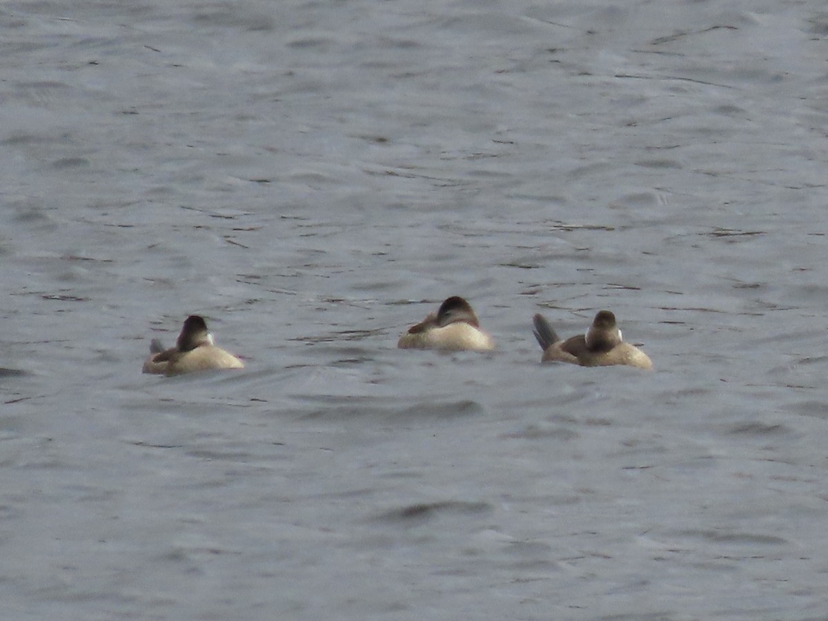 Ruddy Duck - ML643841523
