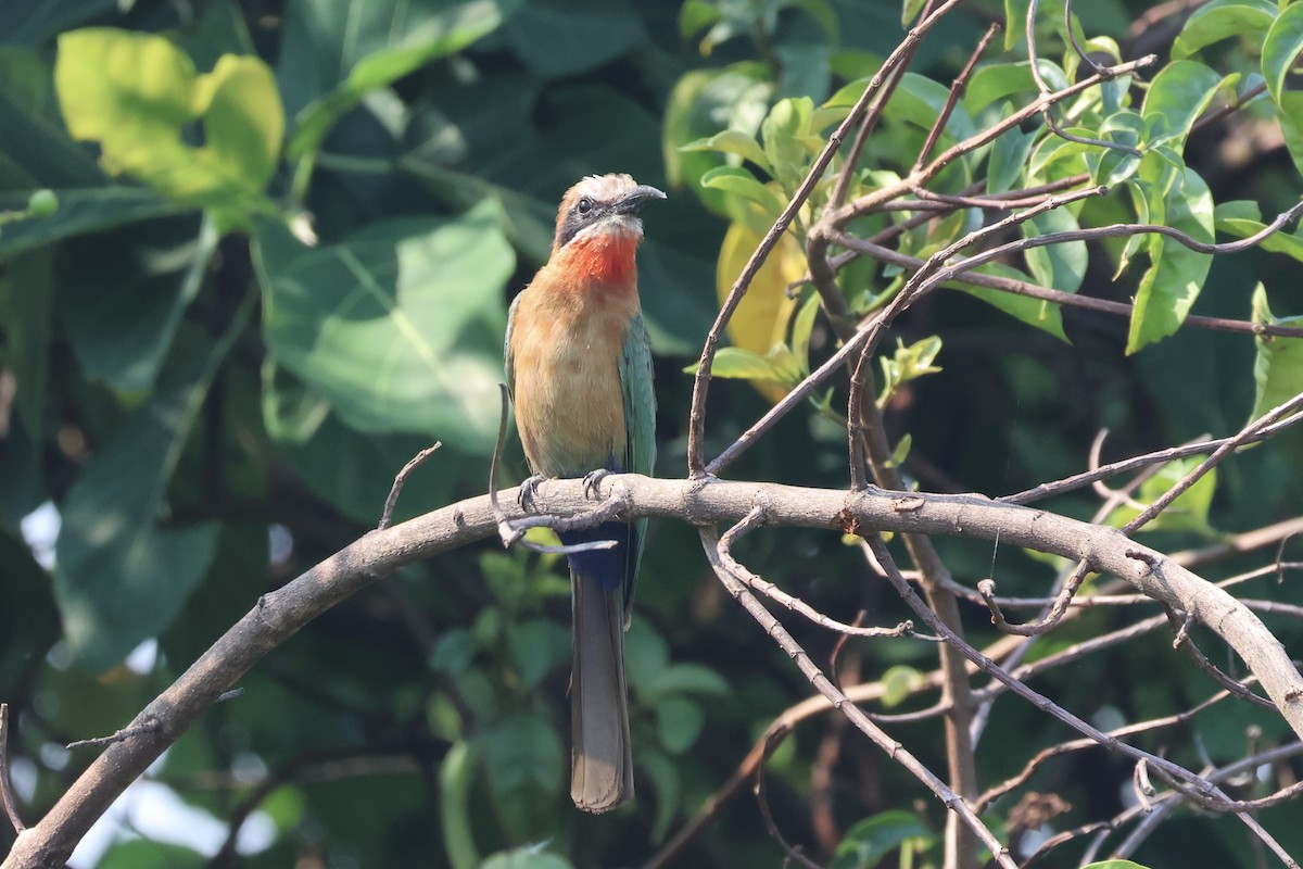 White-fronted Bee-eater - ML643841536