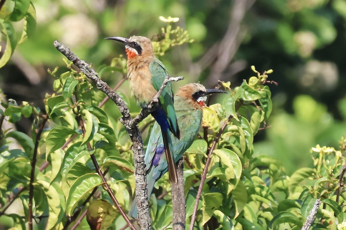 White-fronted Bee-eater - ML643841541