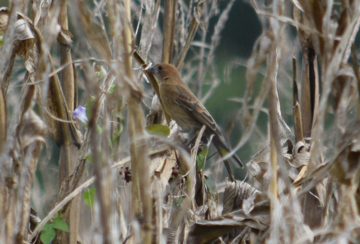 papežík modrý - ML643841570