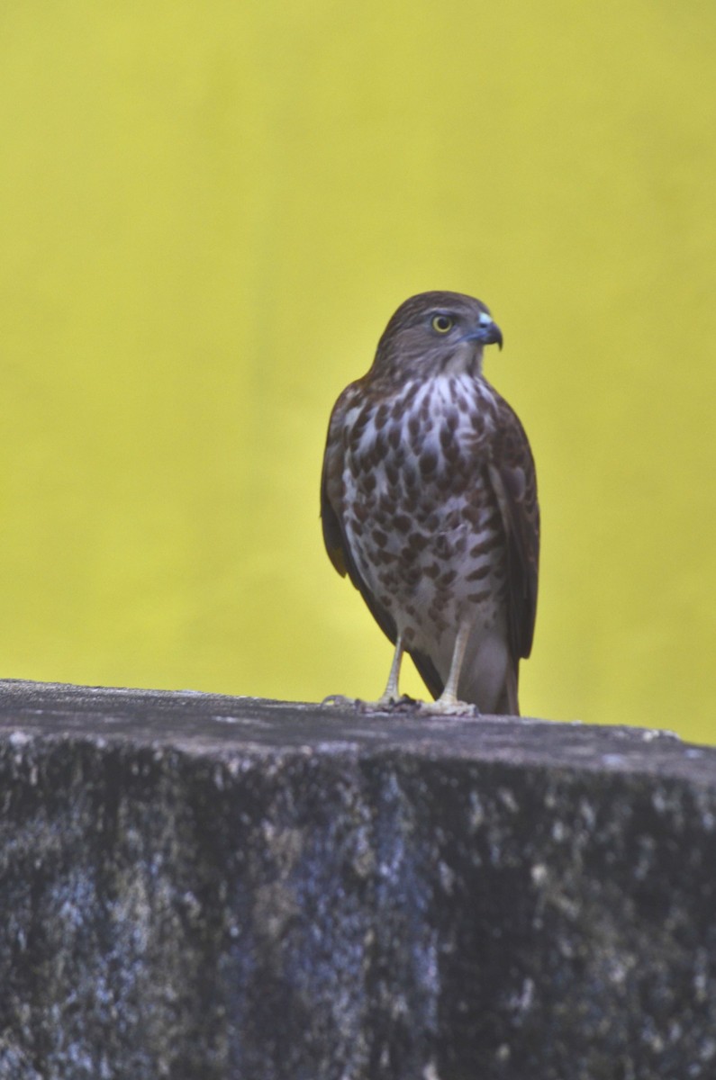 Shikra - ML643841575