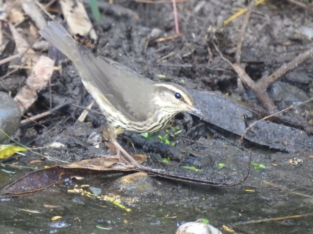 Northern Waterthrush - ML643841586