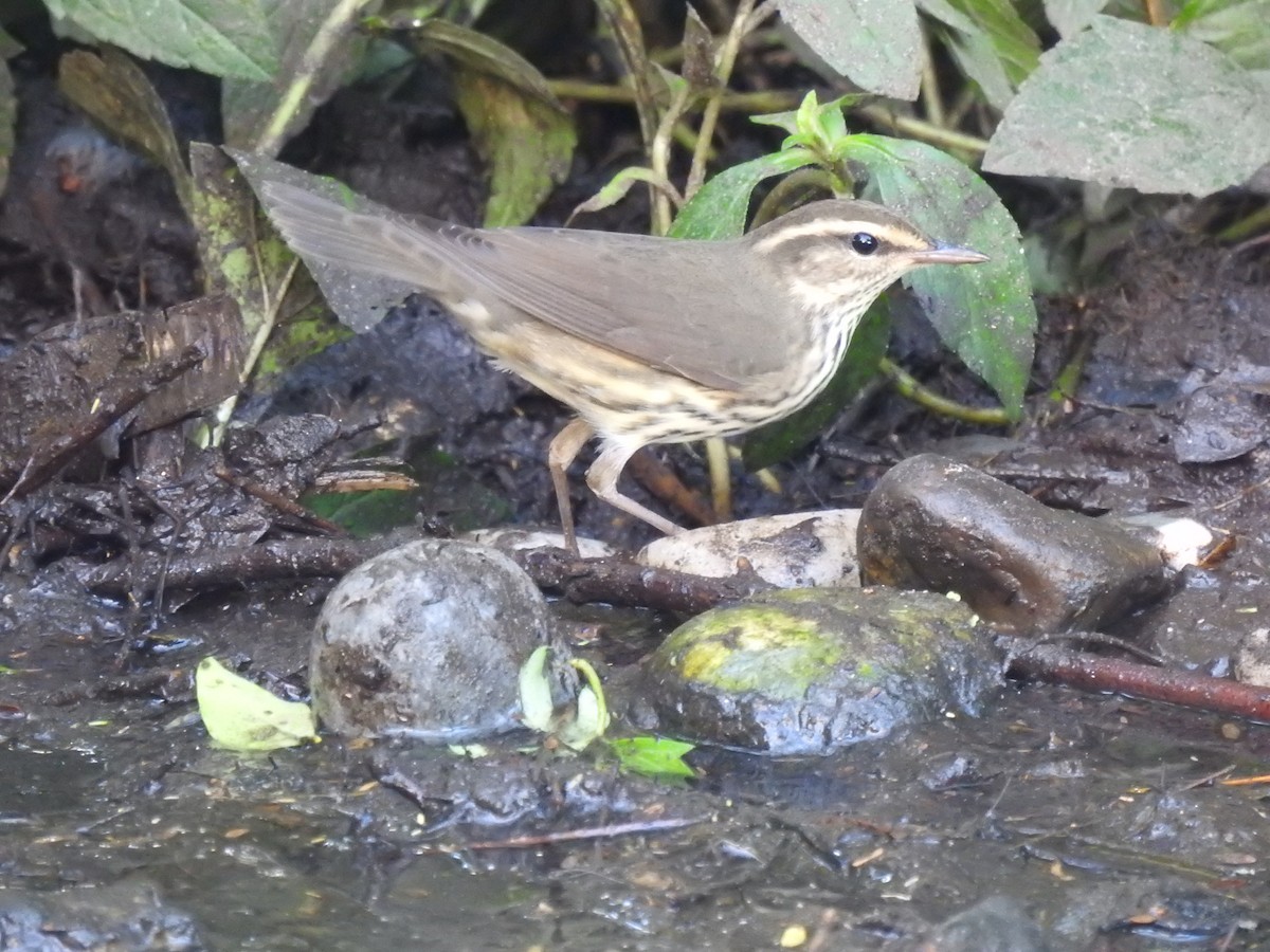 Northern Waterthrush - ML643841606