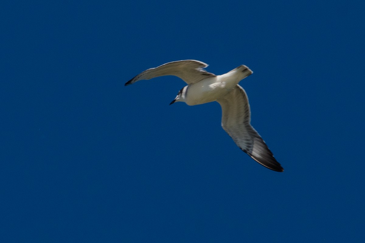 Franklin's Gull - ML643841627