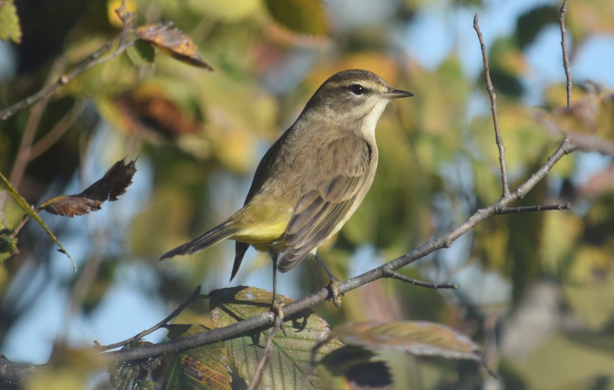 Palm Warbler (Western) - ML643841645