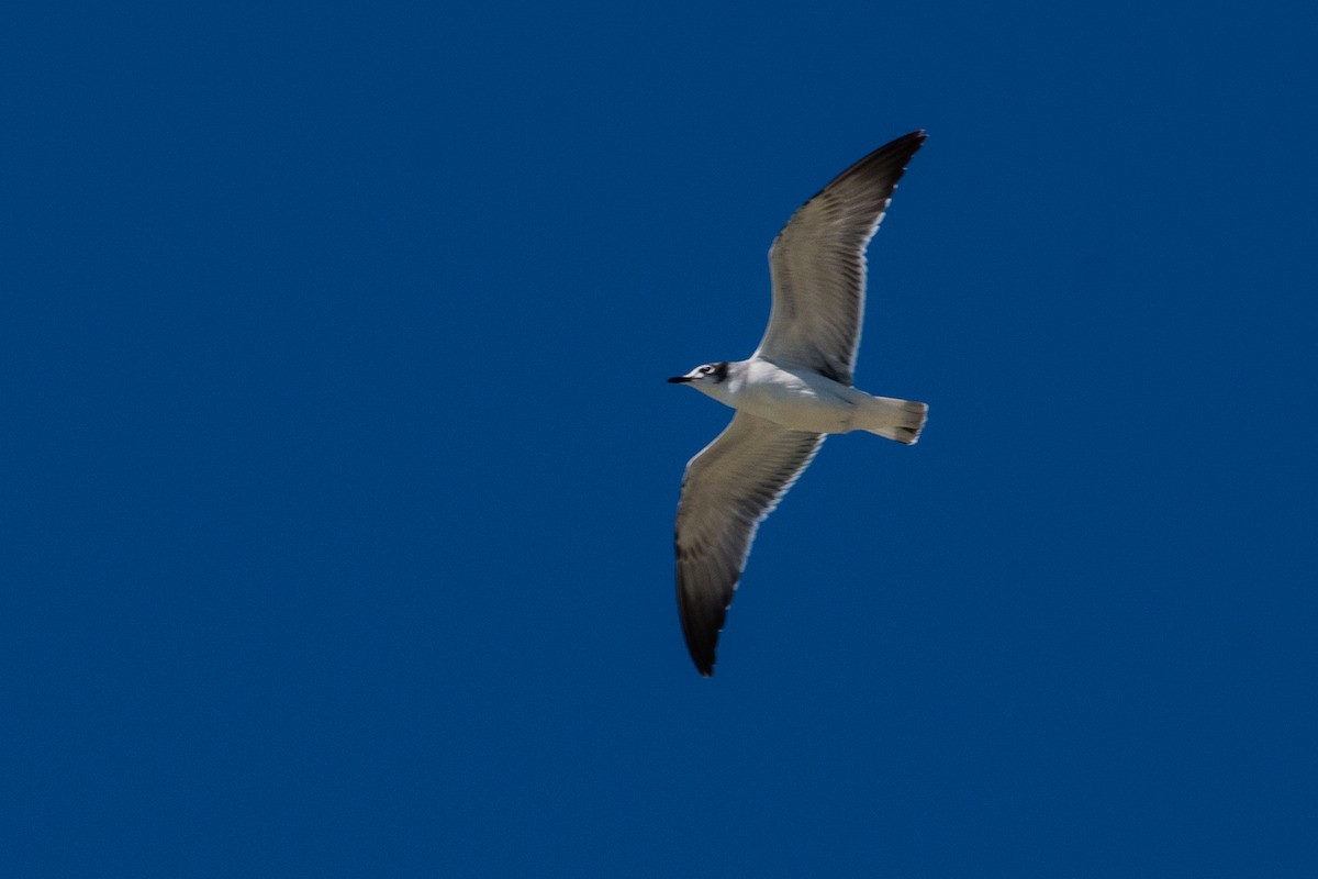 Franklin's Gull - ML643841646