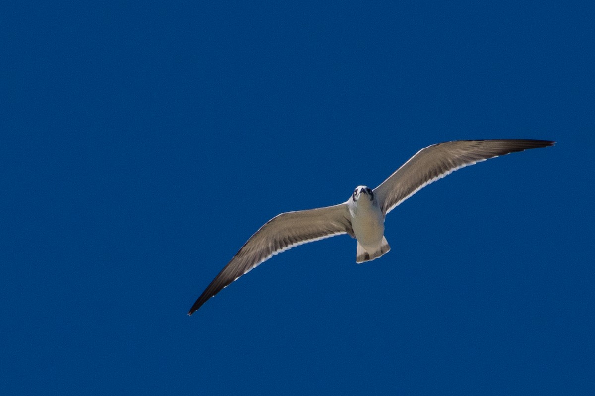 Franklin's Gull - ML643841649