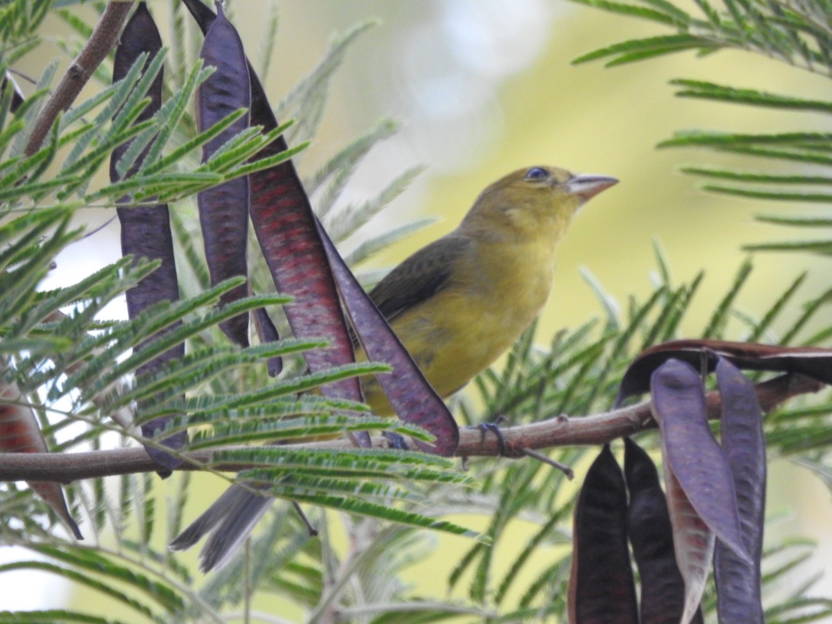 Scarlet Tanager - ML643841656