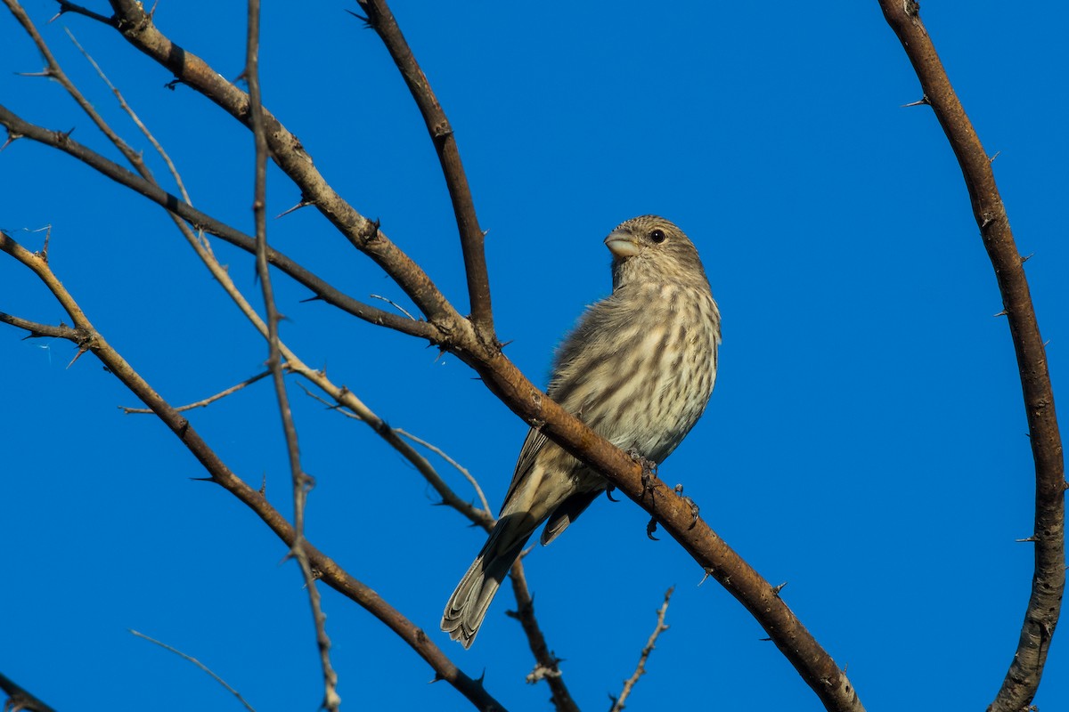 House Finch - ML643841712