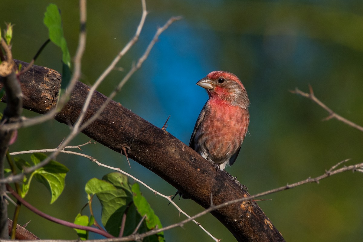 House Finch - ML643841713
