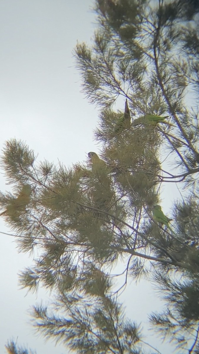 Blue-crowned Parakeet - ML643841722