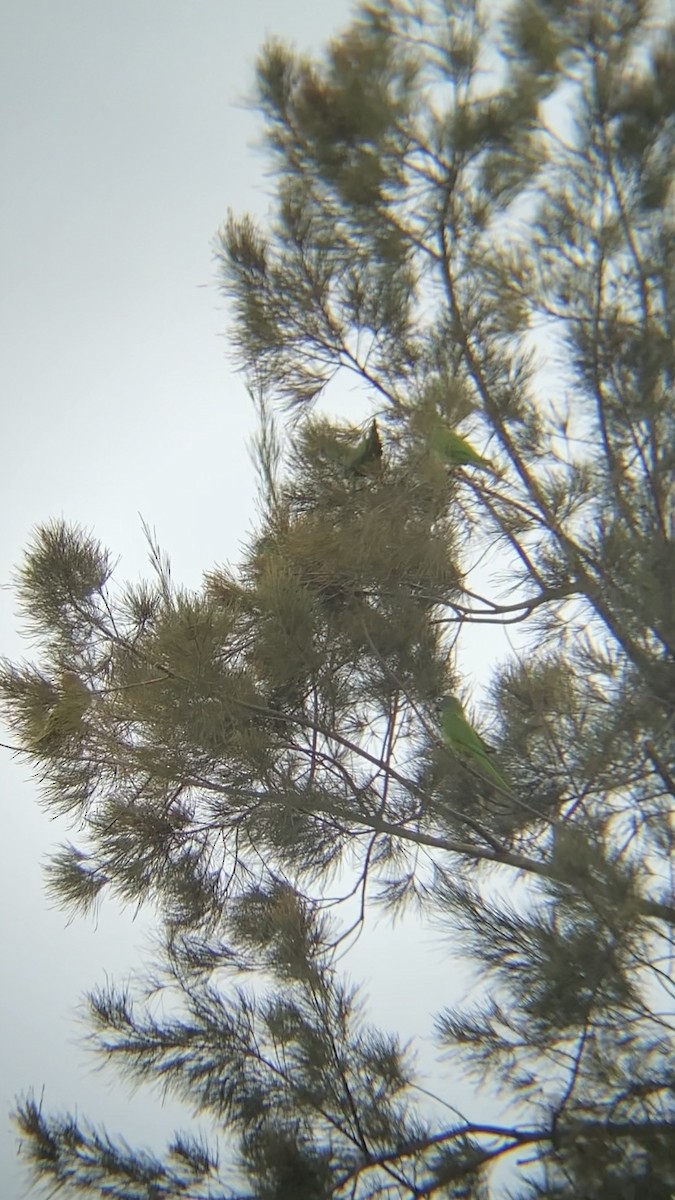 Blue-crowned Parakeet - ML643841723