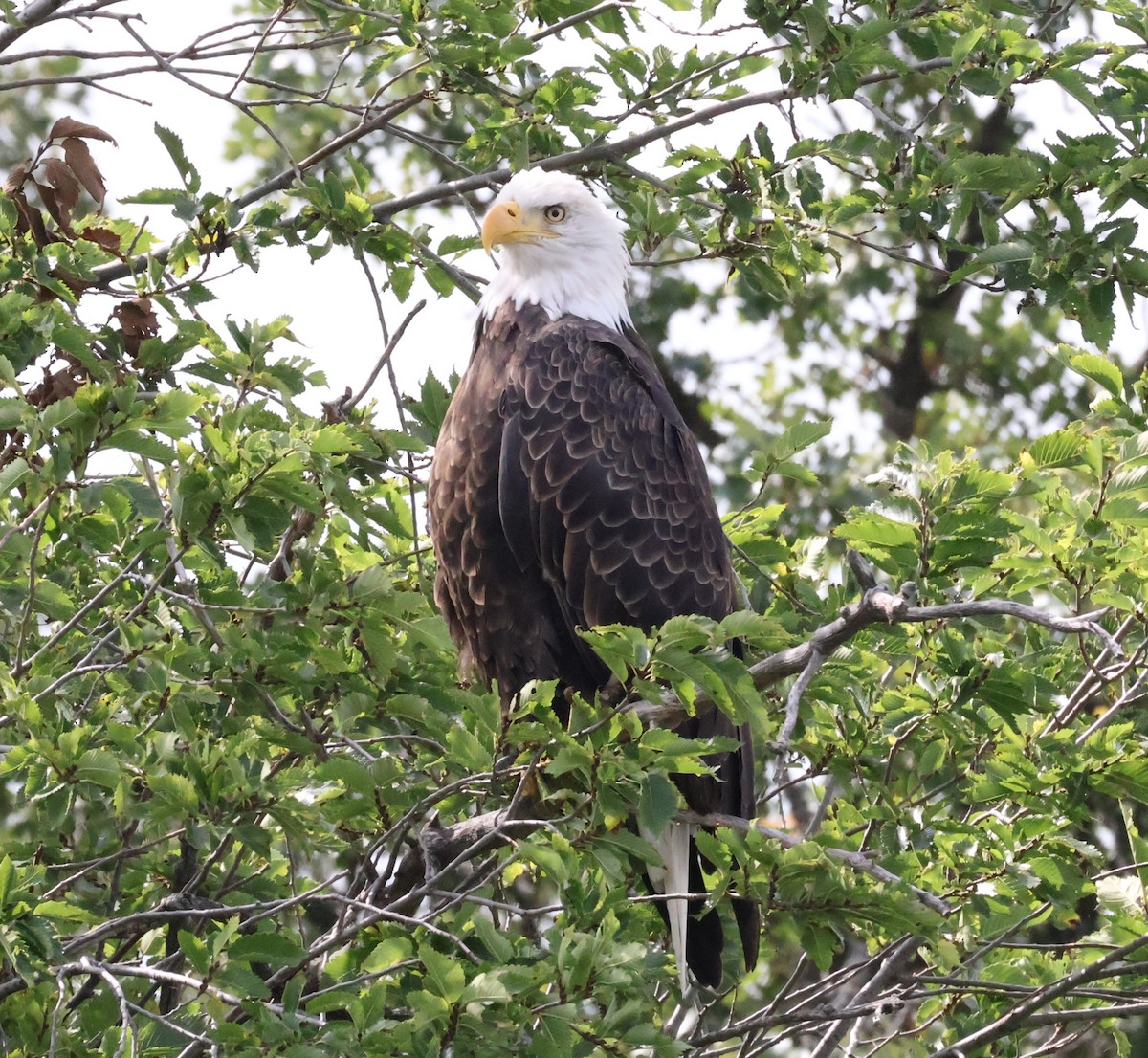 Bald Eagle - ML643841736