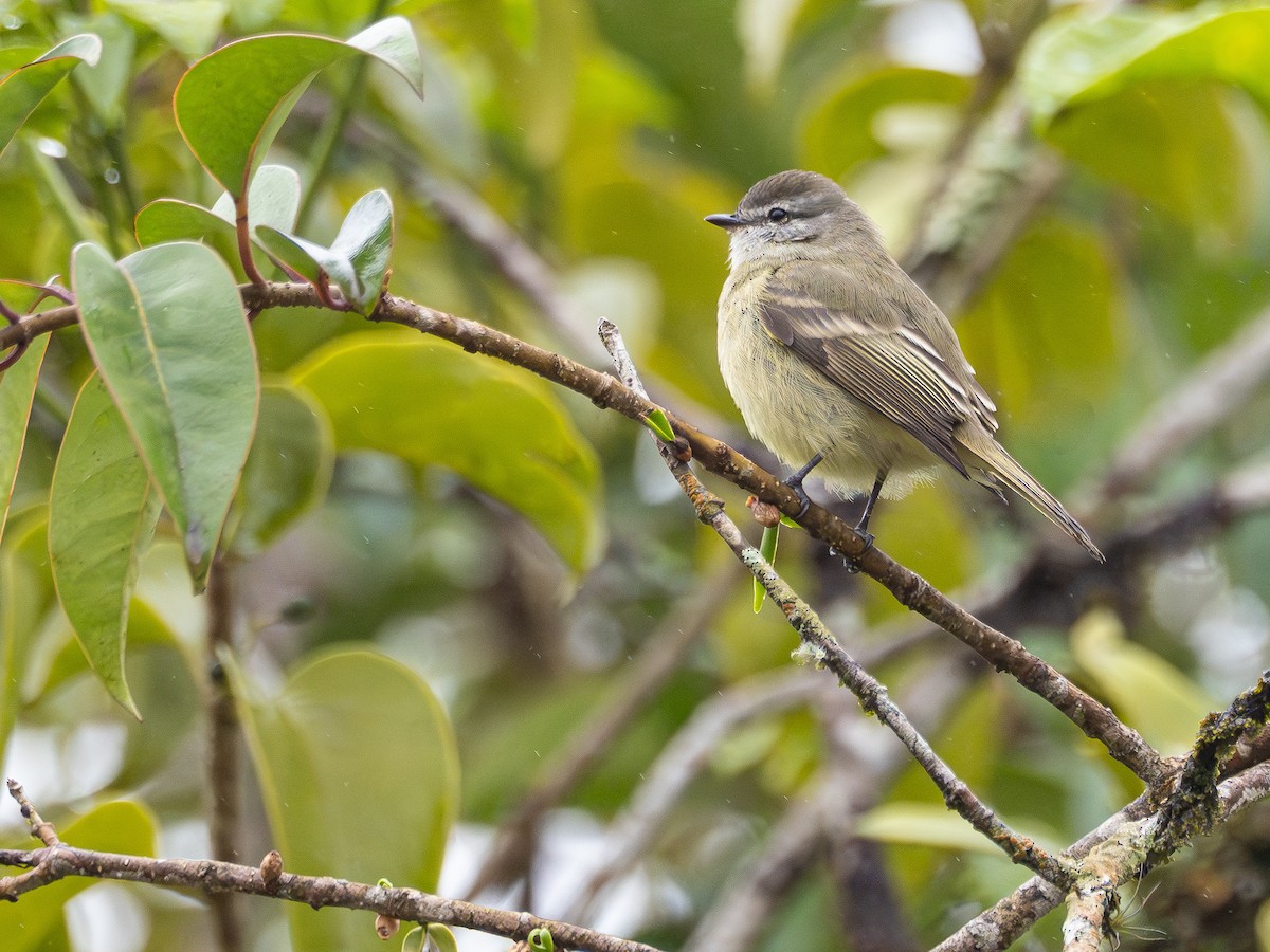 Planalto Tyrannulet - ML643841739