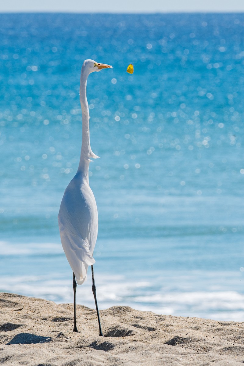 Great Egret - ML643841744