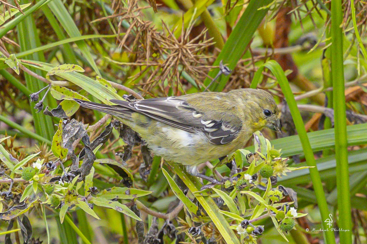 Lesser Goldfinch - ML643841746