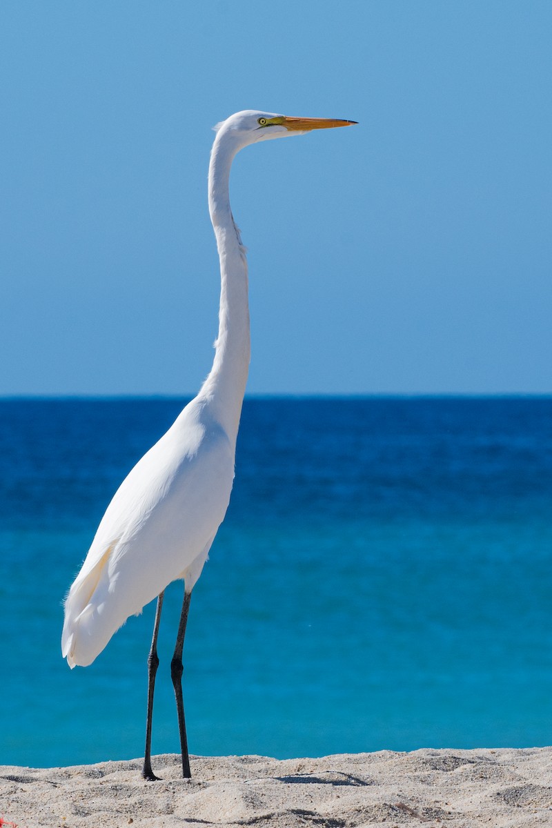 Great Egret - ML643841747