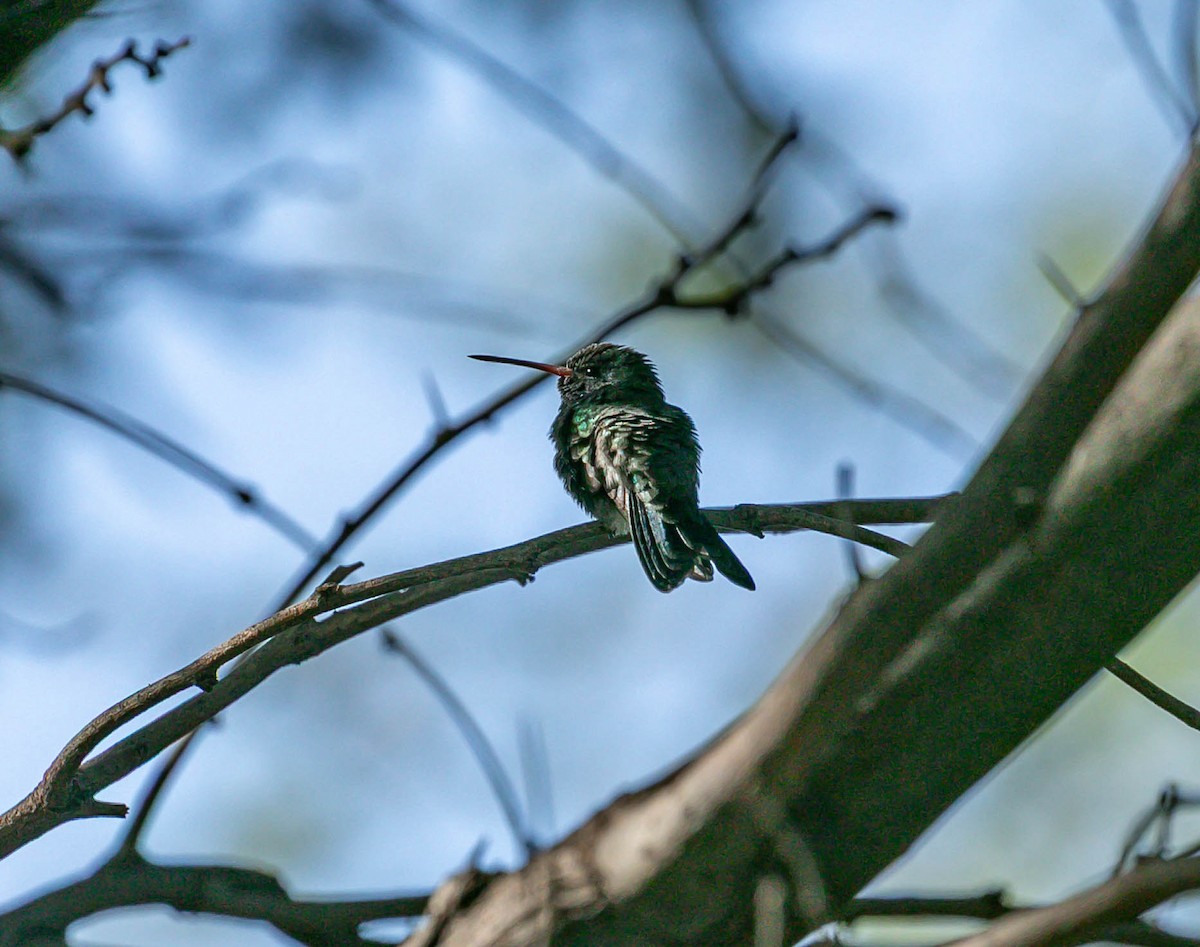 Broad-billed Hummingbird - ML643841750