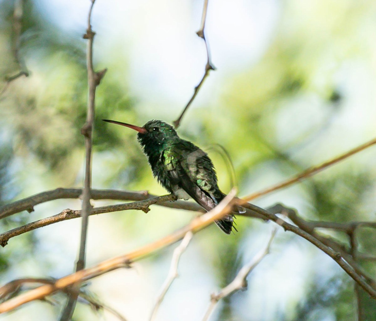 Broad-billed Hummingbird - ML643841751