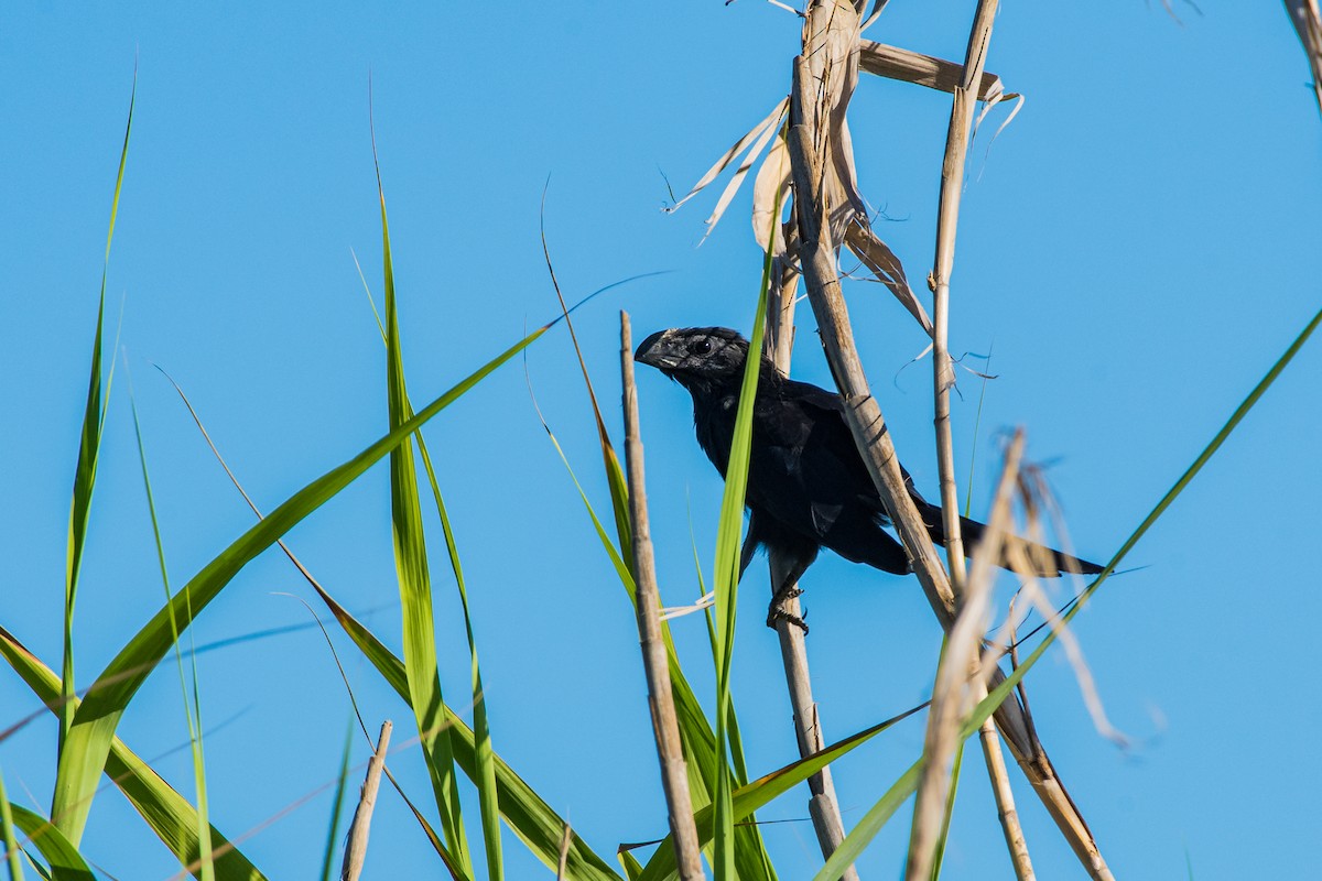 Groove-billed Ani - ML643841759