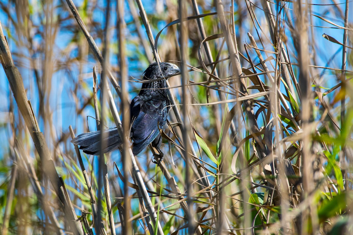 Groove-billed Ani - ML643841763