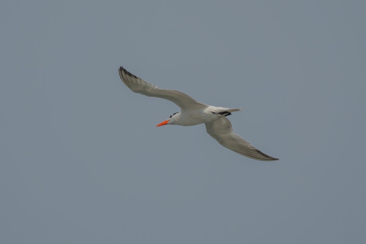 Royal Tern - ML643841787