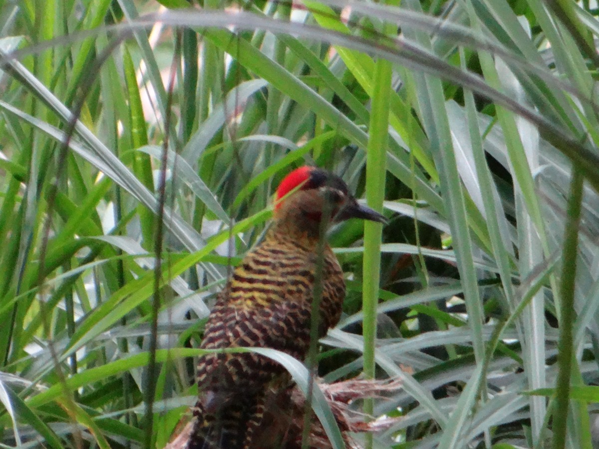 Green-barred Woodpecker - ML643841793