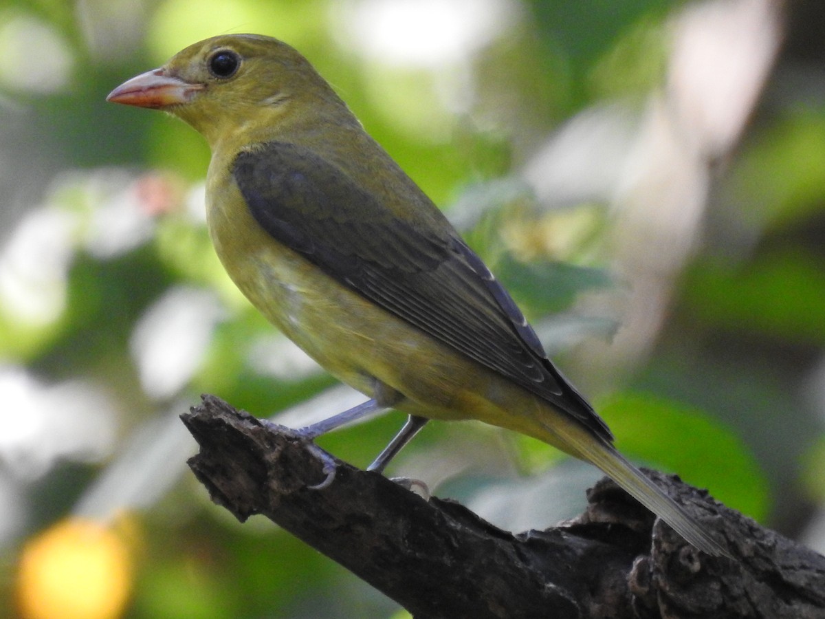 Scarlet Tanager - ML643841800