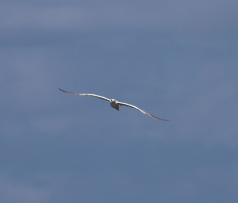 Royal Tern - ML643841802
