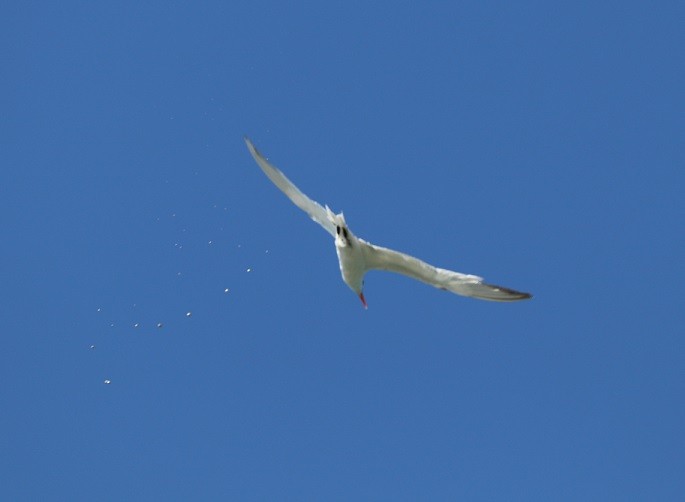 Royal Tern - ML643841803