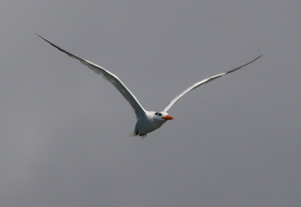 Royal Tern - ML643841804