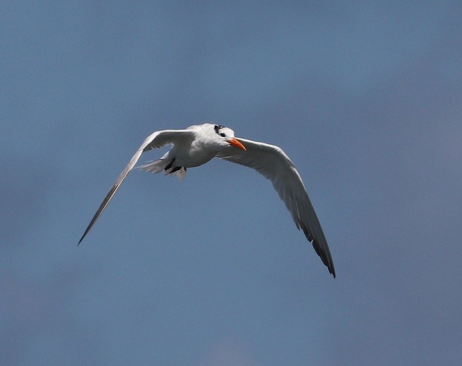Royal Tern - ML643841805